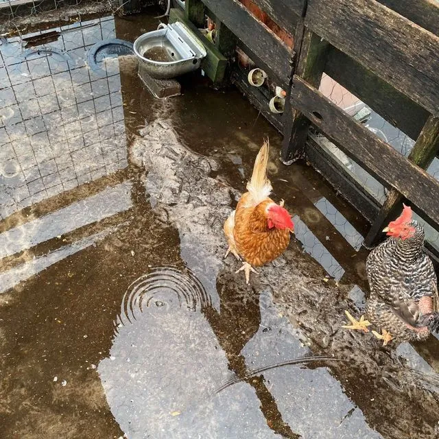 thumbnail for publication: Hurricane Preparedness for Poultry